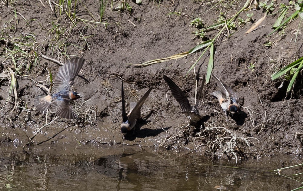 Cliff Swallow - ML639494617