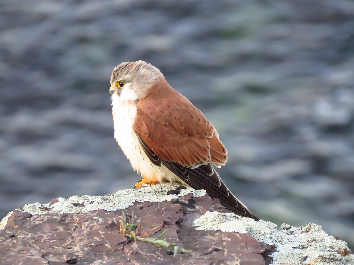 Nankeen Kestrel - ML639494643