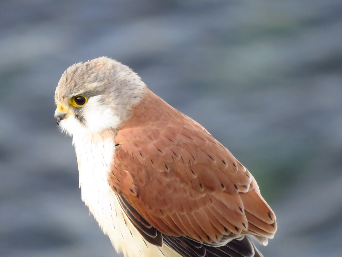 Nankeen Kestrel - ML639494644