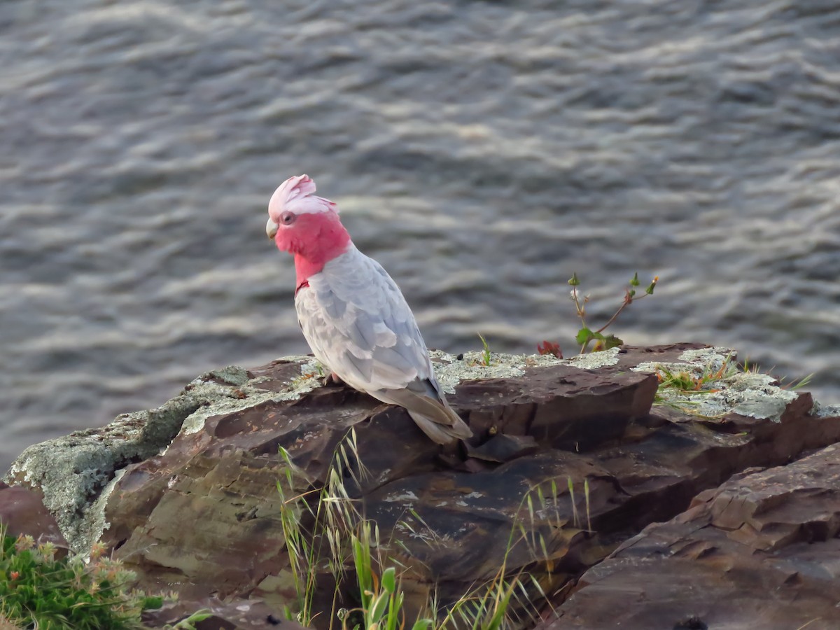 Galah - ML639494655