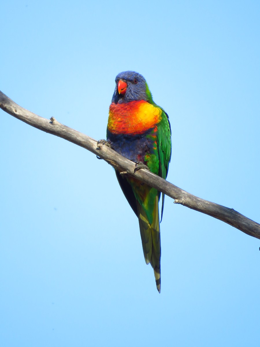 Rainbow Lorikeet - ML639494662