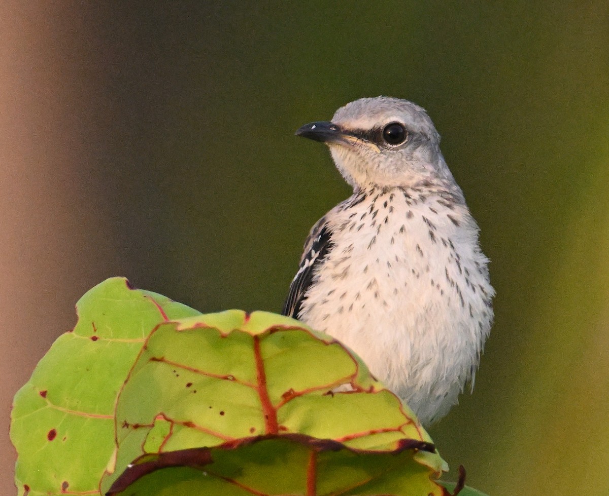 Tropical Mockingbird - ML639494820