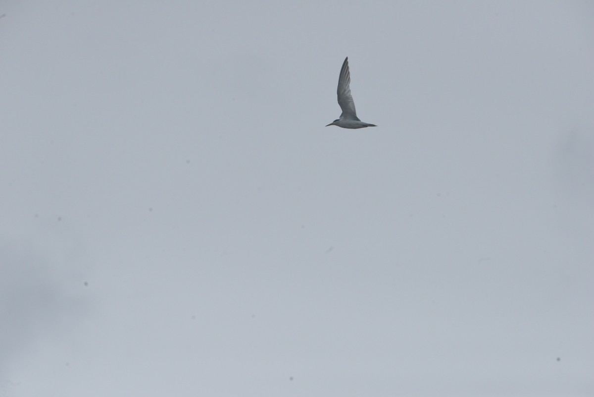 Yellow-billed Tern - ML639494864