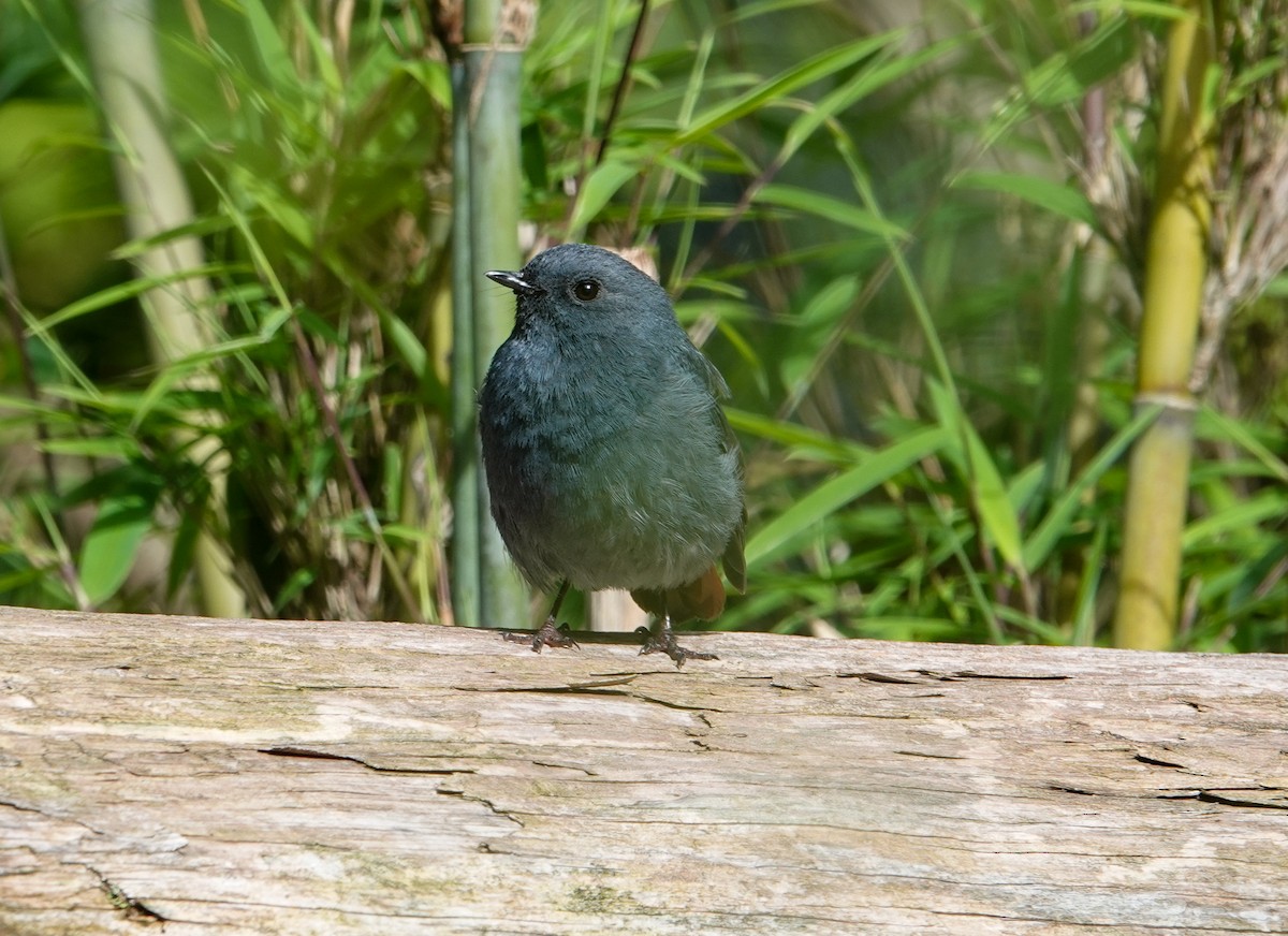 Plumbeous Redstart - ML639494917