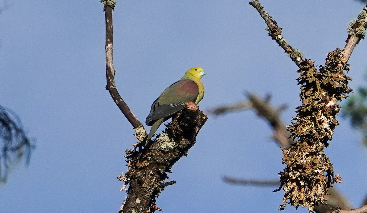 Wedge-tailed Green-Pigeon - ML639494949