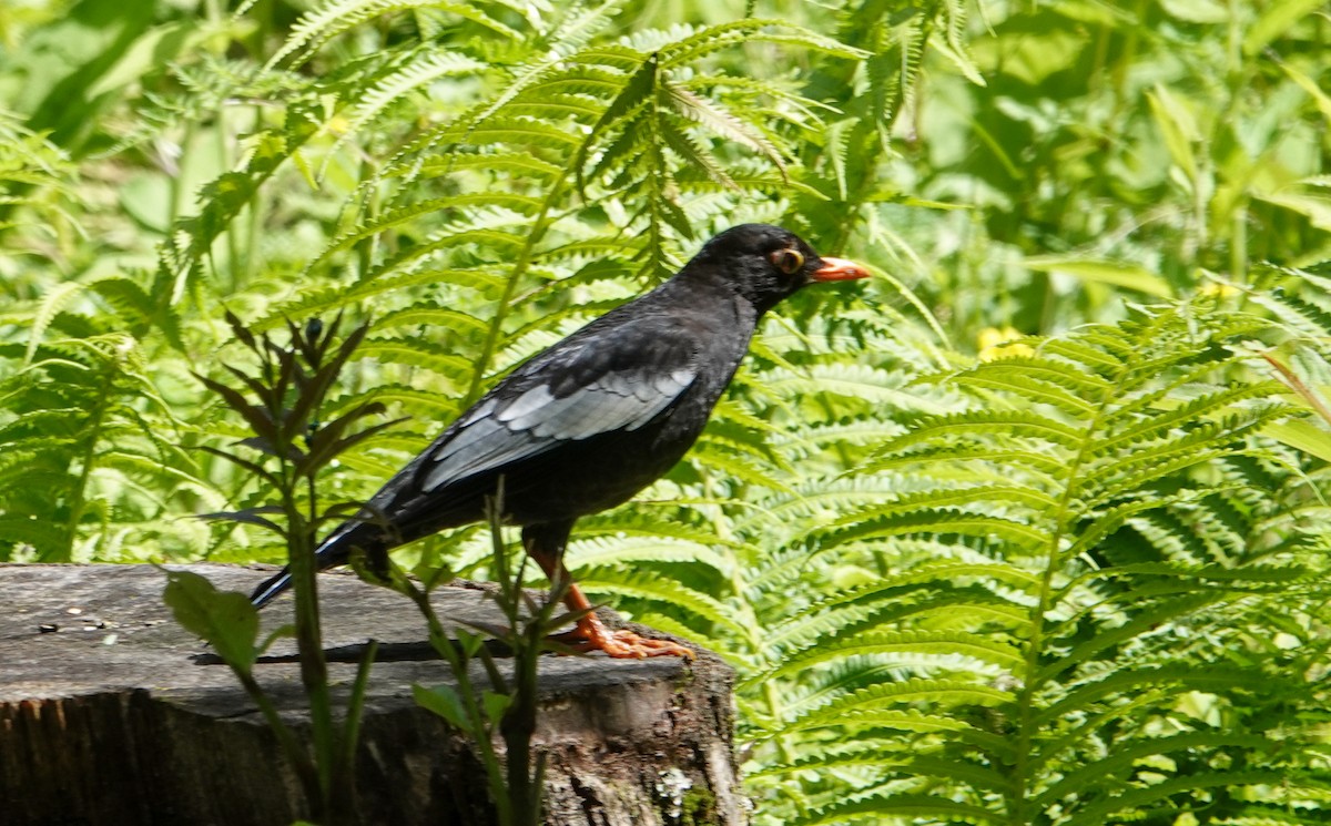 Gray-winged Blackbird - ML639494960
