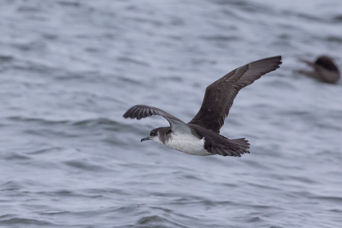 Manx Shearwater - ML639494964