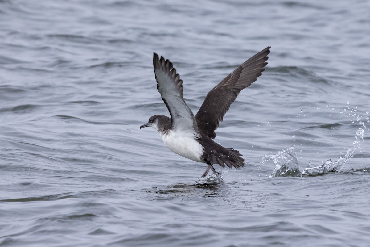 Manx Shearwater - ML639494965