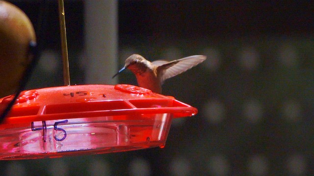 Rufous/Allen's Hummingbird - ML639495043