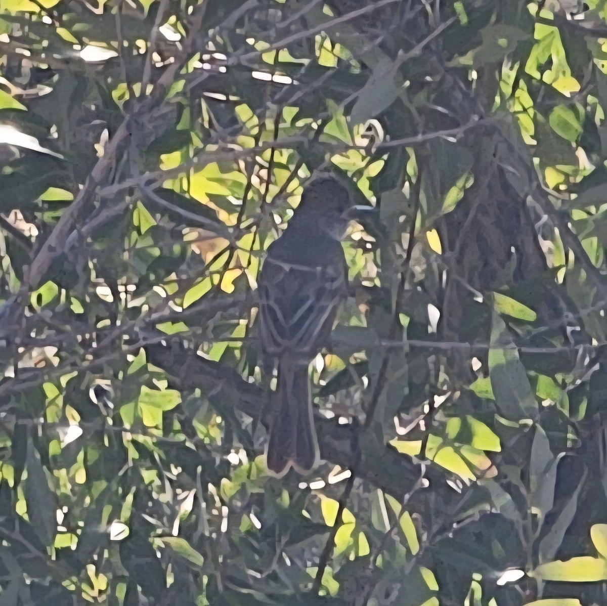 Brown-crested Flycatcher - ML639495048