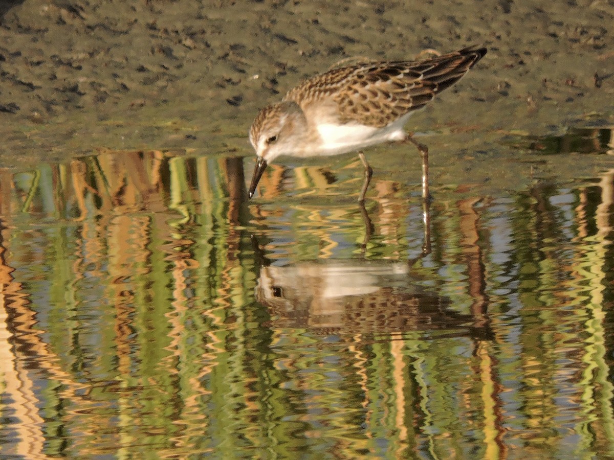 Semipalmated Sandpiper - ML639495186