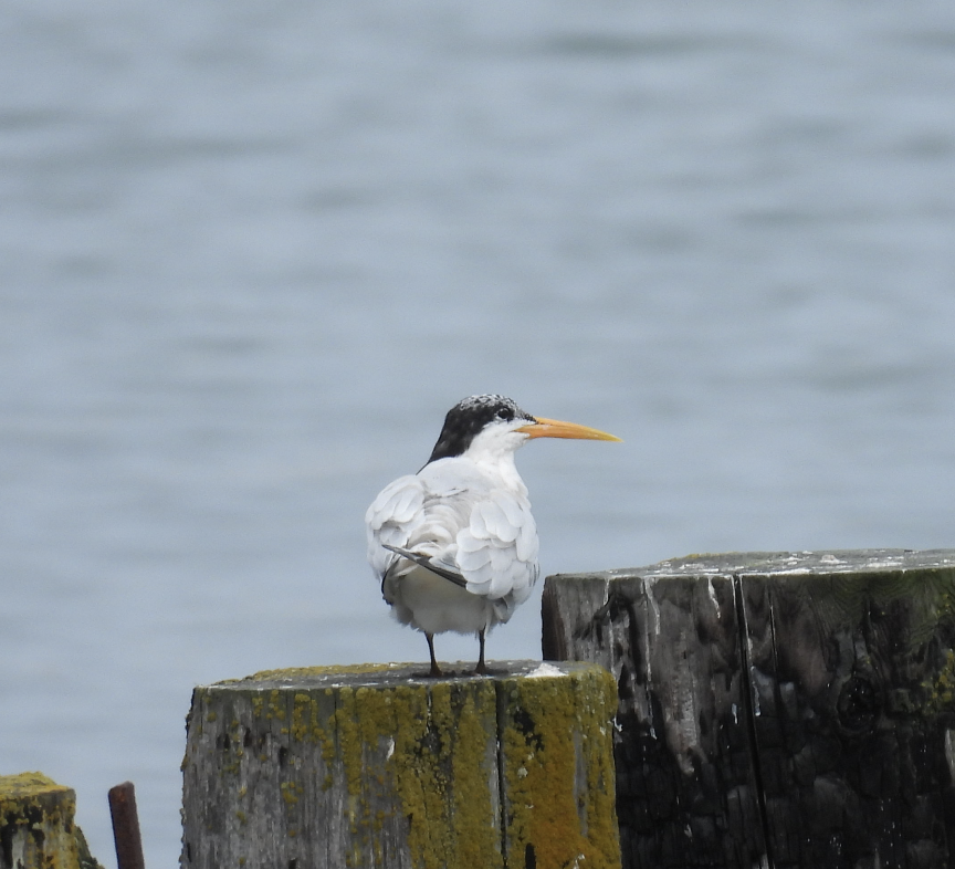 Elegant Tern - ML639495188