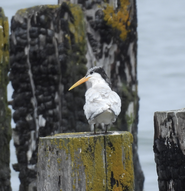 Elegant Tern - ML639495189