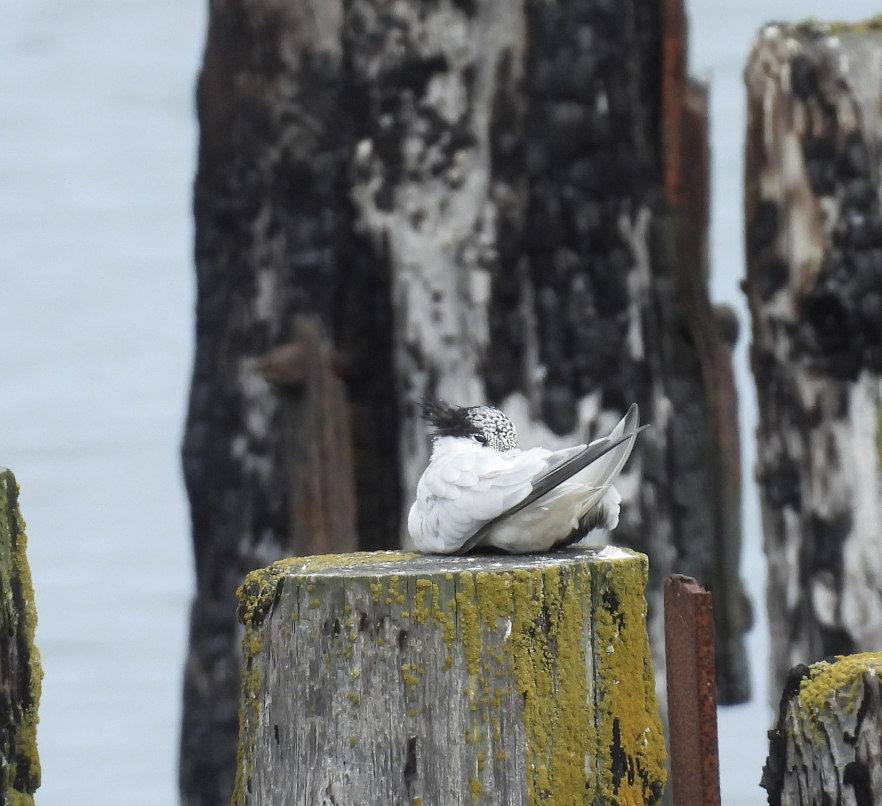 Elegant Tern - ML639495190