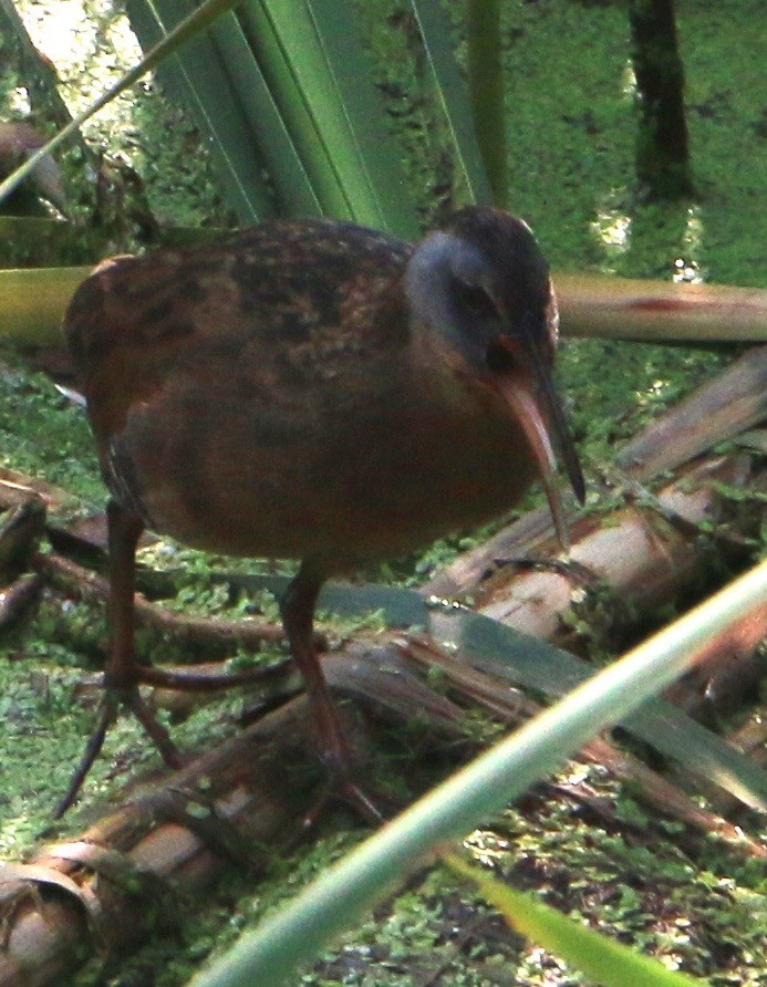 Virginia Rail - ML63949521