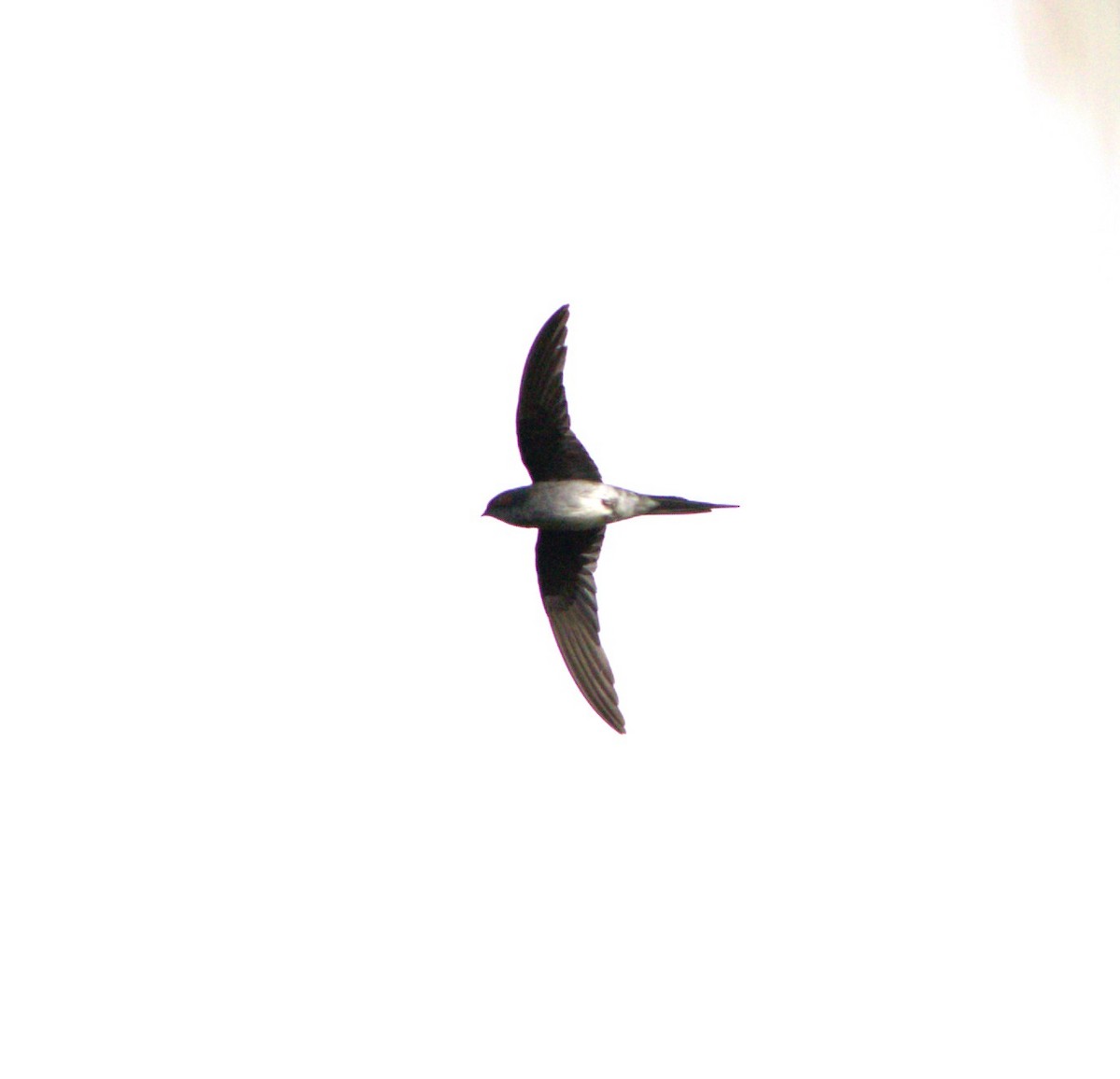 Gray-rumped Treeswift - ML639495227
