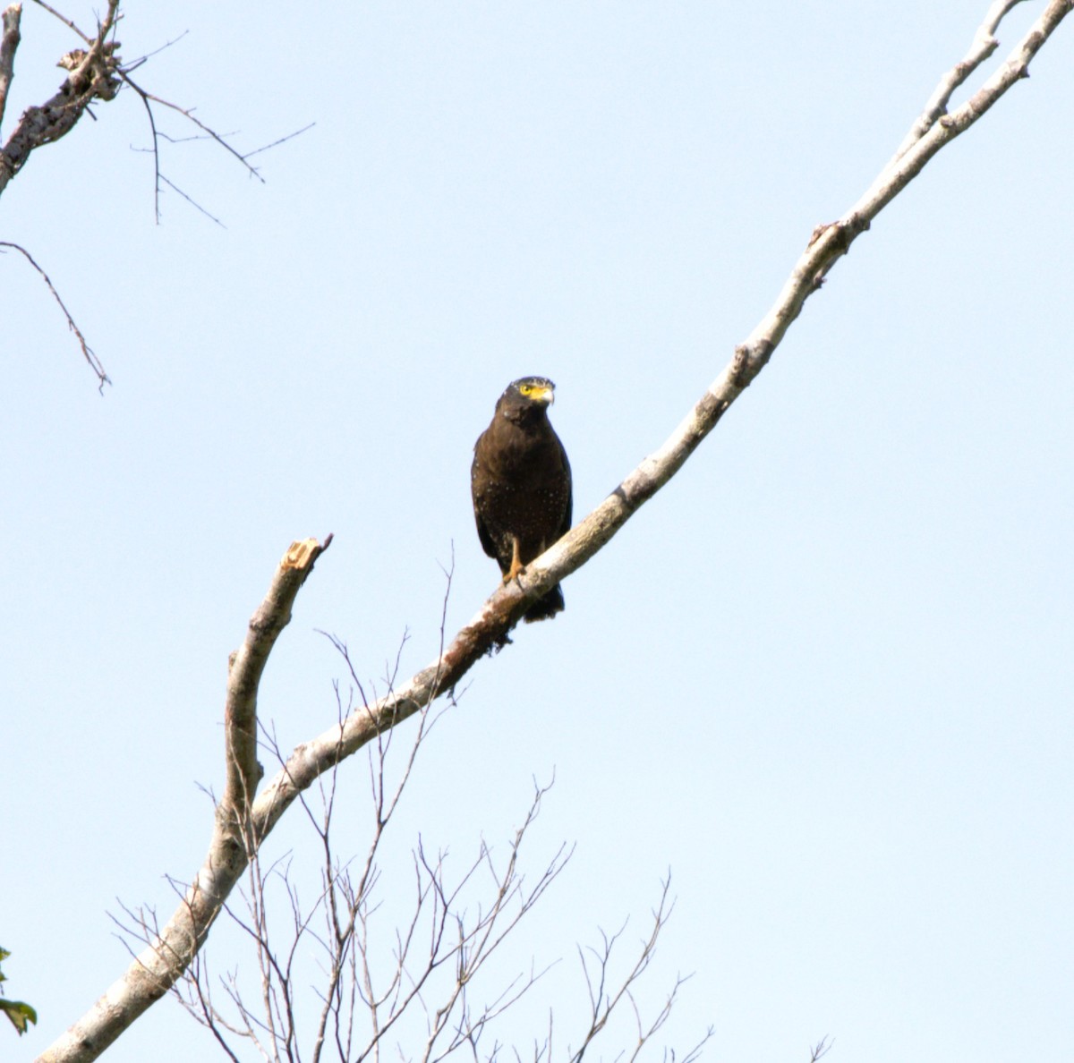 Crested Serpent-Eagle - ML639495236
