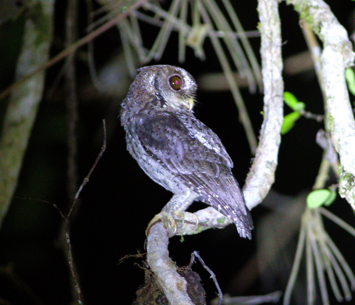 Mentawai Scops-Owl - ML639495240