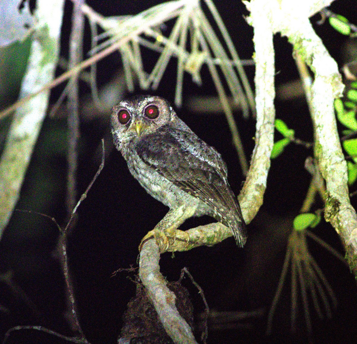 Mentawai Scops-Owl - ML639495241