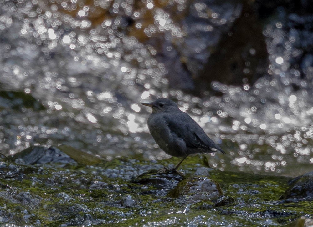 American Dipper - ML639495244