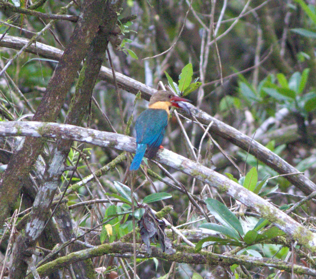 Stork-billed Kingfisher - ML639495251