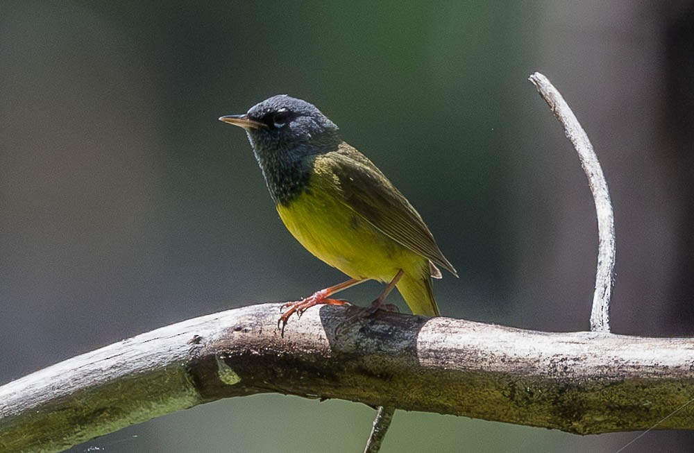 MacGillivray's Warbler - ML639495253
