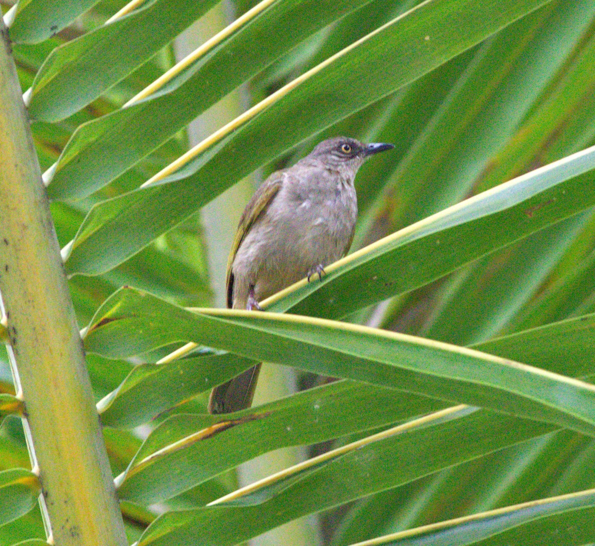 Olive-winged Bulbul - ML639495260