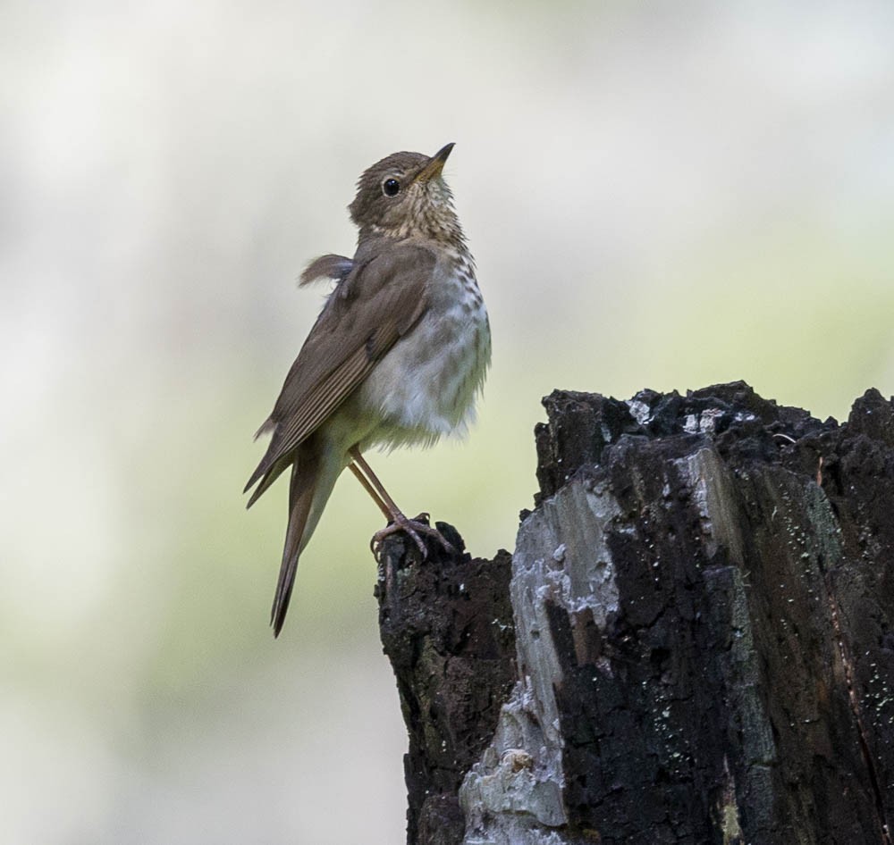Swainson's Thrush - ML639495261