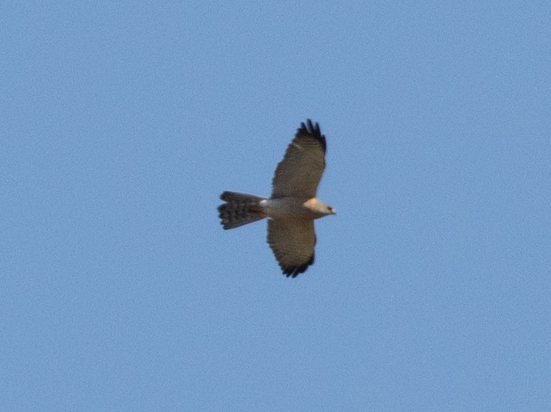 Levant Sparrowhawk - ML639495263