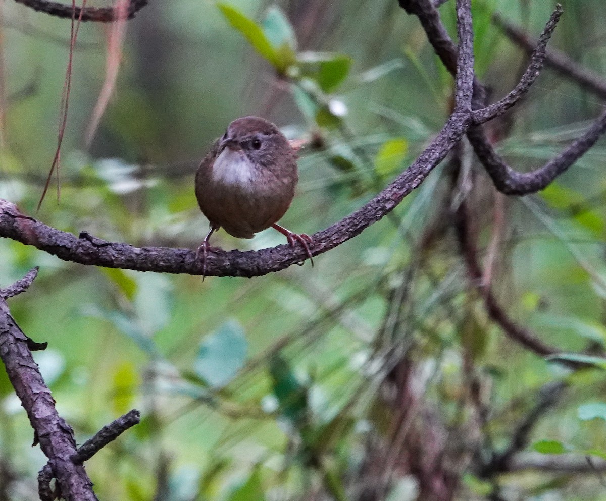Rufous-tailed Babbler - ML639495272