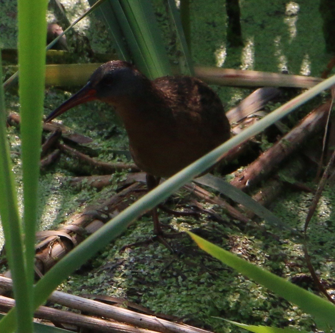 Virginia Rail - ML63949531