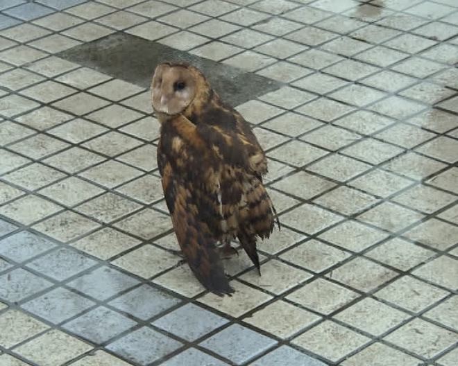 Australasian Grass-Owl - ML639495406