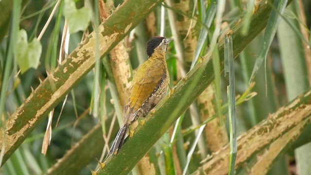 Laced Woodpecker - ML639495436