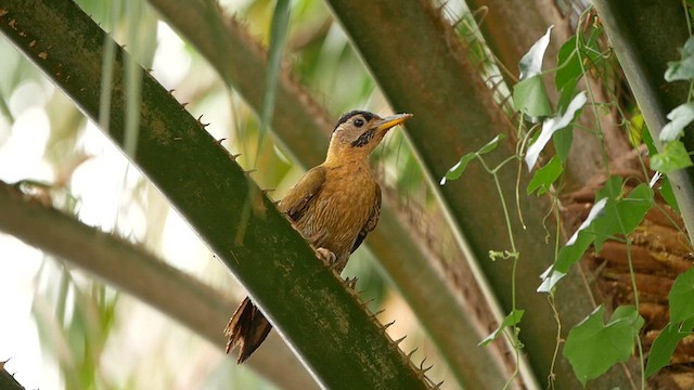 Laced Woodpecker - ML639495454