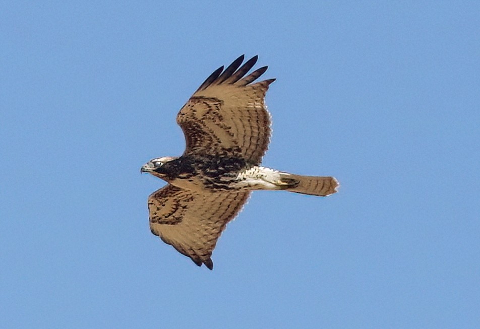 Red-tailed Hawk - ML639495467