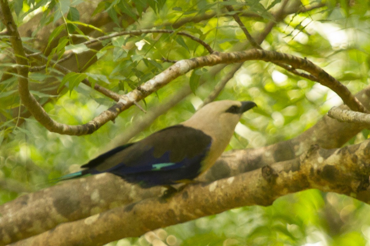 hvithoderåke - ML639495472