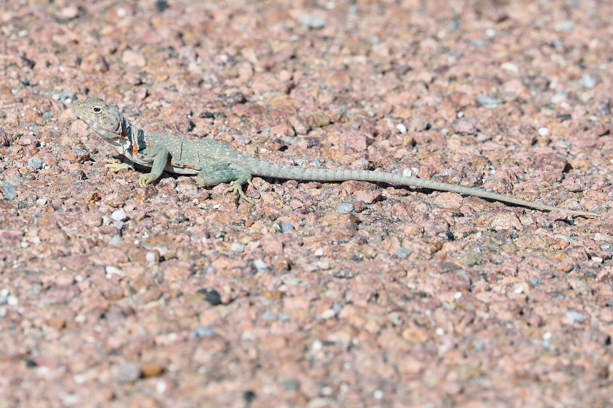 Eastern Collared Lizard - ML639495498