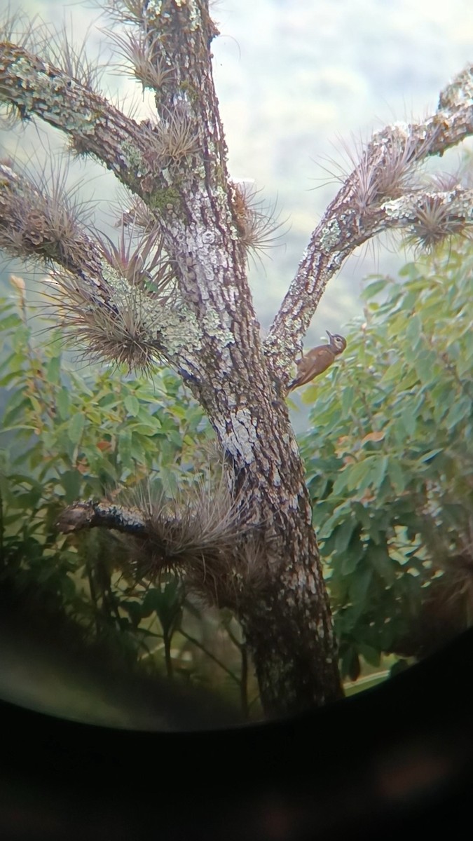Smoky-brown Woodpecker - ML639495514