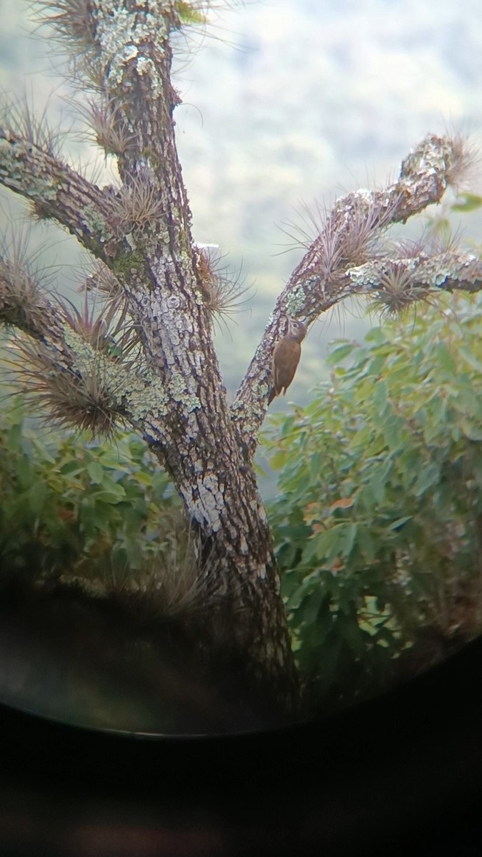 Smoky-brown Woodpecker - ML639495515