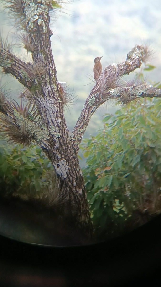 Smoky-brown Woodpecker - ML639495516