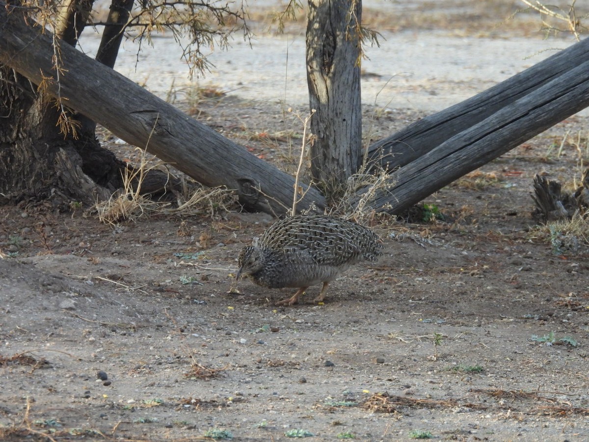 Brushland Tinamou - ML639495543