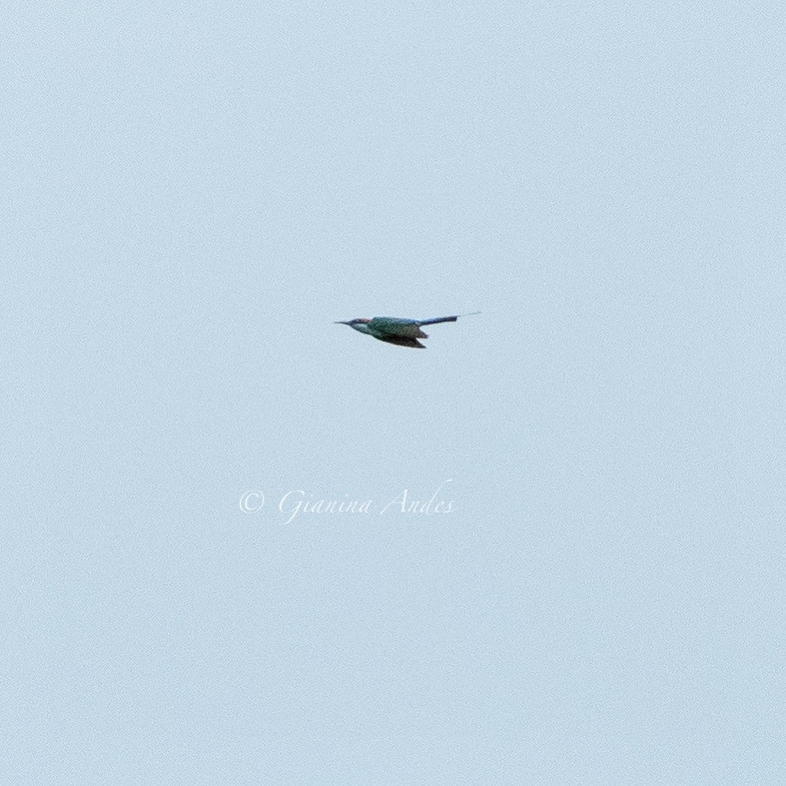 Blue-tailed Bee-eater - ML639495622