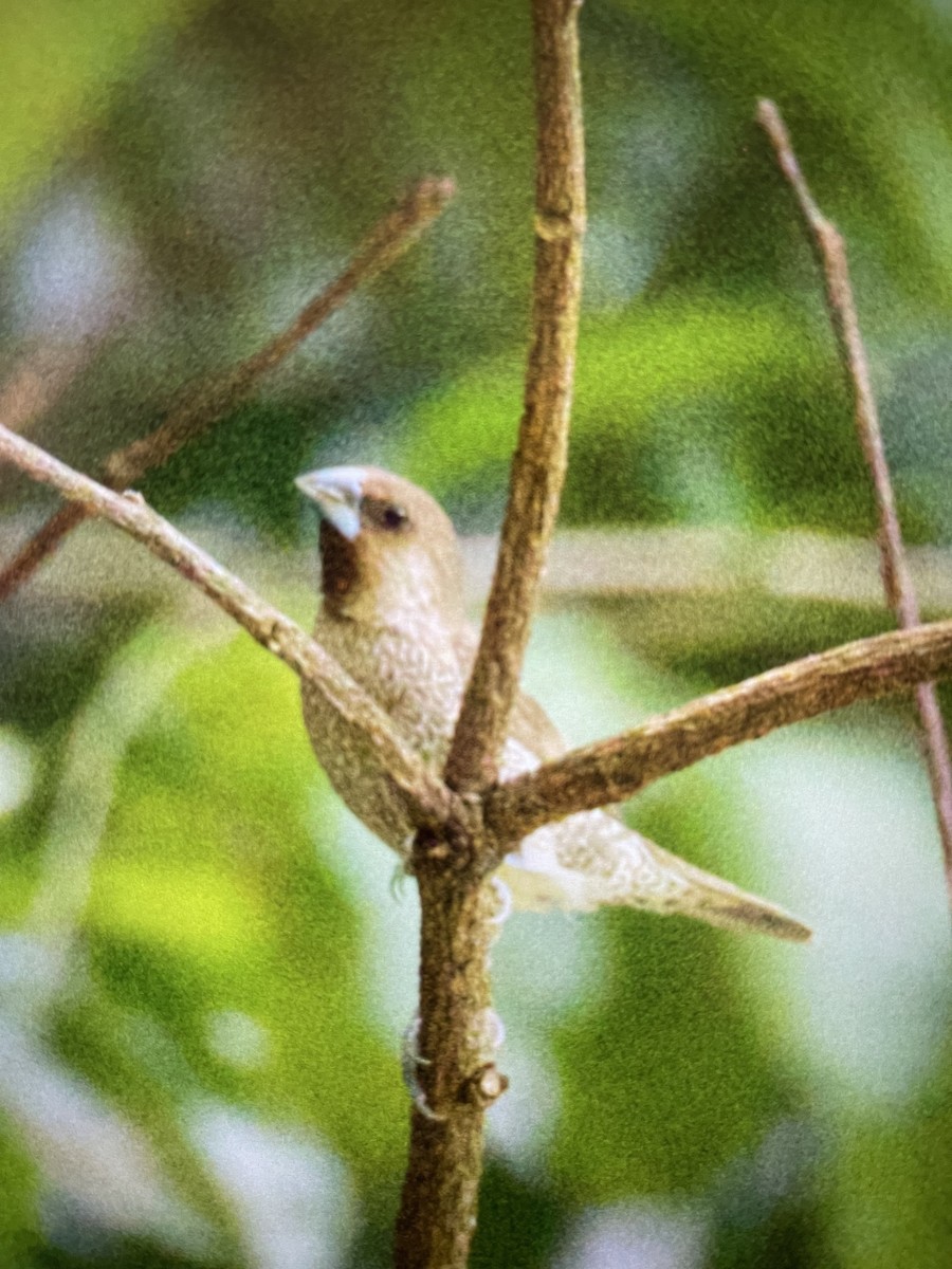 Scaly-breasted Munia - ML639495625