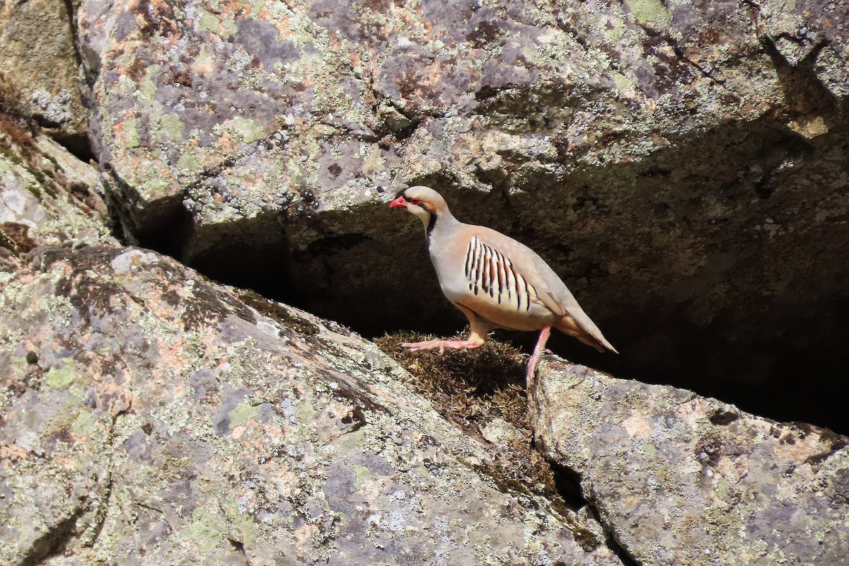 Хахилаг - ML639495745