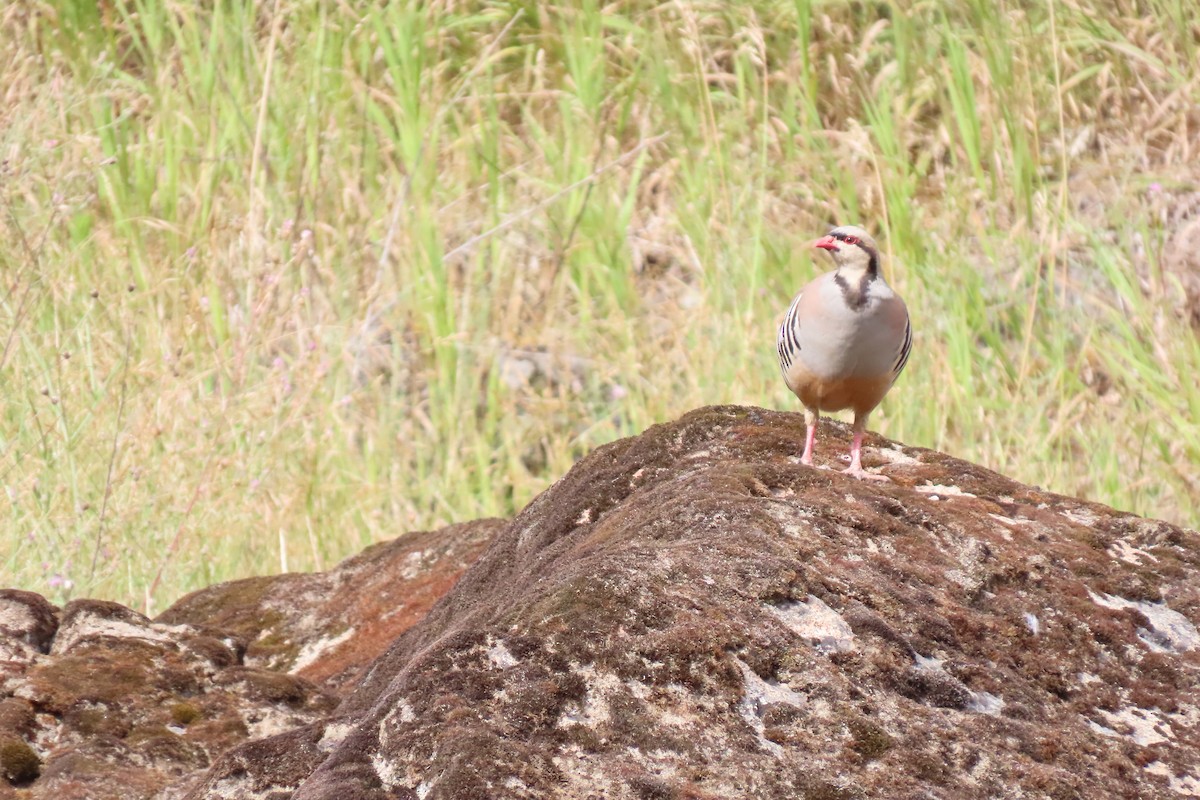 Хахилаг - ML639495746