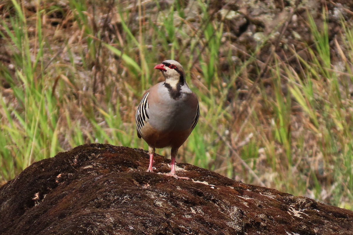 Хахилаг - ML639495764