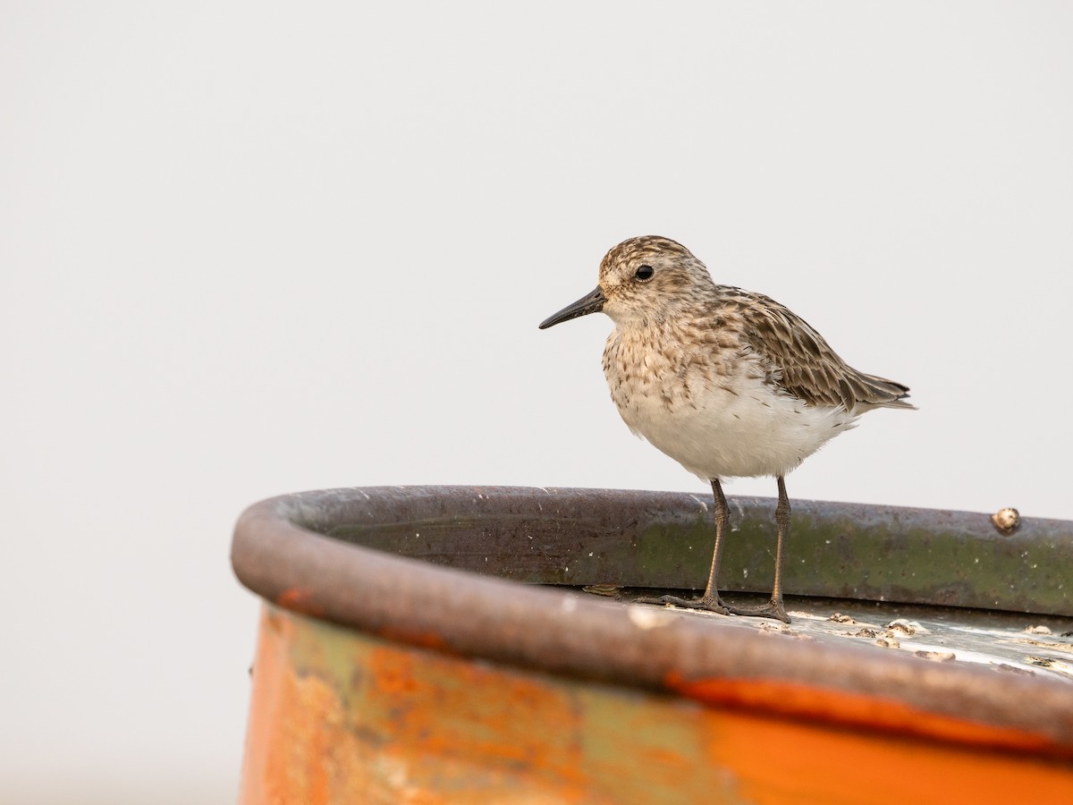 Semipalmated Sandpiper - ML639495785