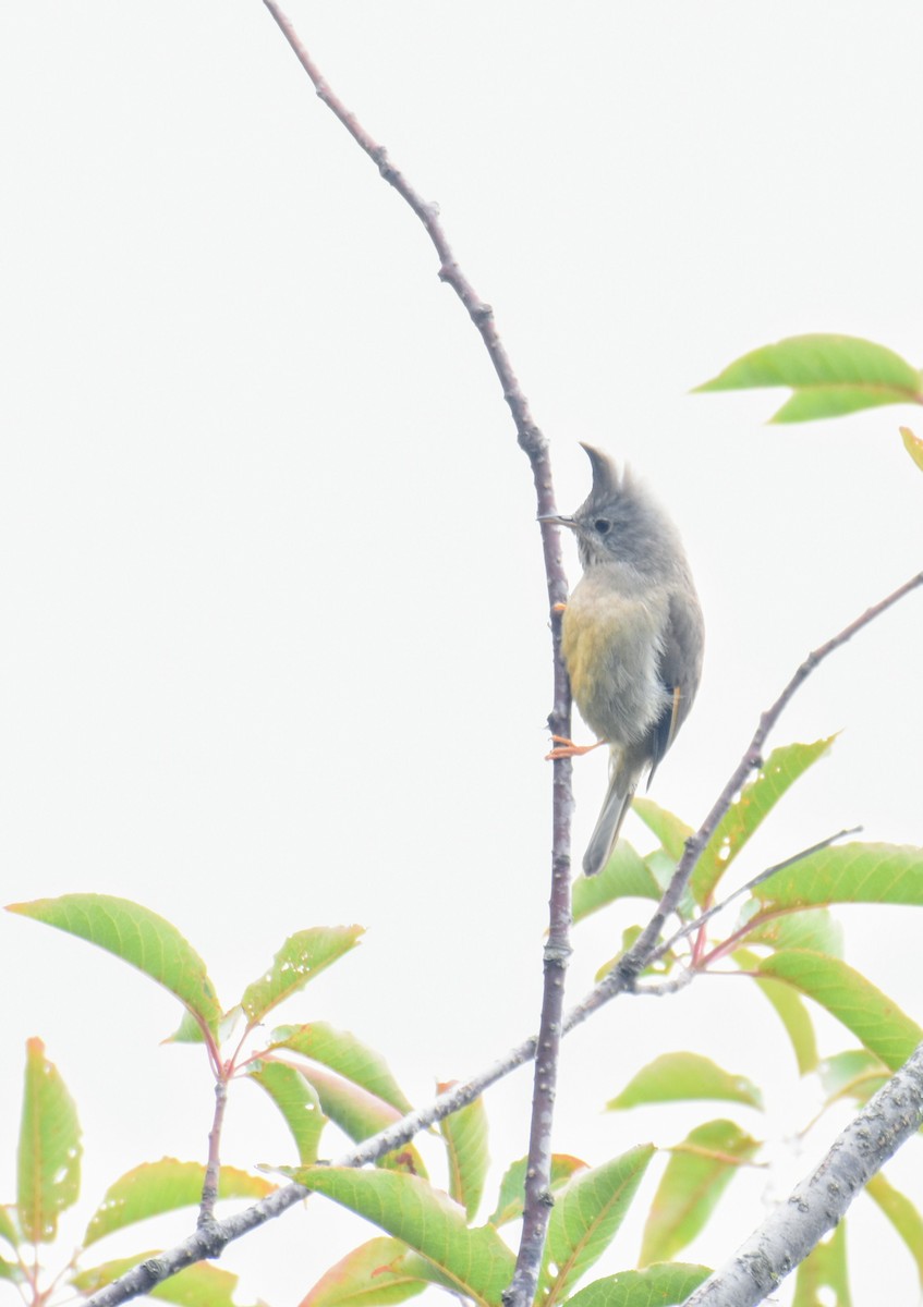 Stripe-throated Yuhina - ML639495826