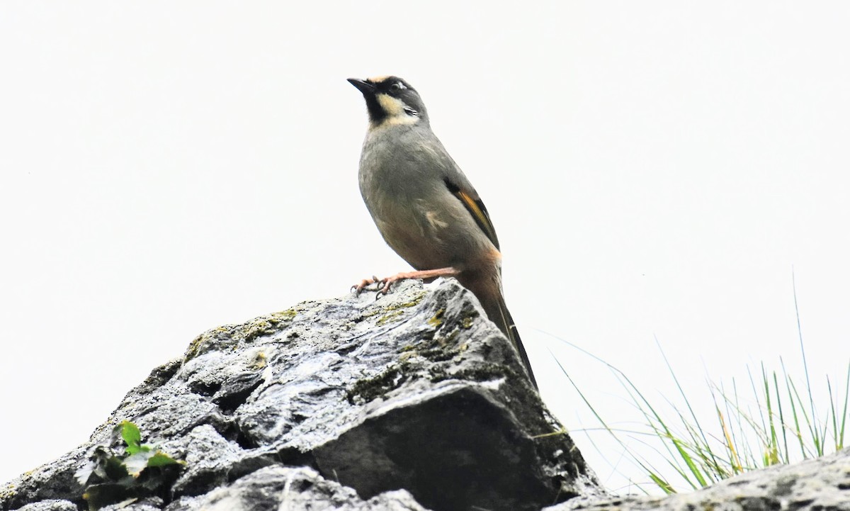 Variegated Laughingthrush - ML639495832