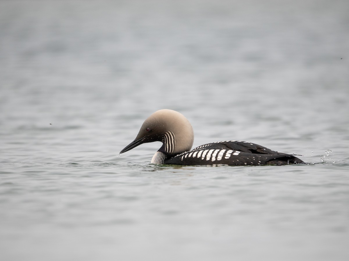 太平洋潛鳥 - ML639495838